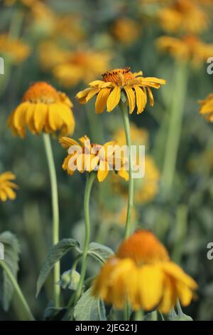 Piccola superficie di Ox-eye-flower in un campo Foto Stock