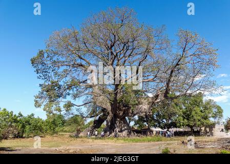 Albero di Baobab (adansonia digitata), l'albero sacro di Fadial, Senegal, Africa. Ha 850 anni e abbastanza grande per dozzine di persone per sedersi intorno ad esso. Foto Stock