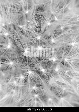 Testa di seme di dente di leone macro isolata su nero. Bianco e nero della palla di sfuggiamento del dente di leone. Disegno geometrico in natura. Dente di leone bianco - Taraxacum specie - Foto Stock