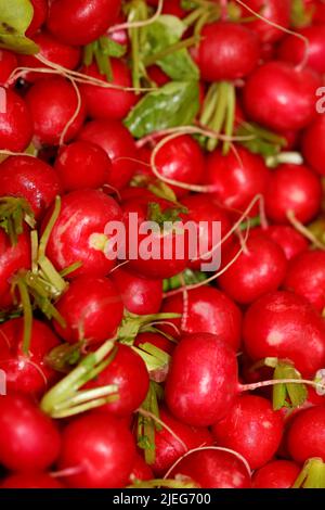 Ravanelli primo piano sfondo stampa moderna di alta qualità Raphanus sativus famiglia brassicaceae Foto Stock