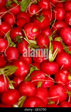 Ravanelli primo piano sfondo stampa moderna di alta qualità Raphanus sativus famiglia brassicaceae Foto Stock