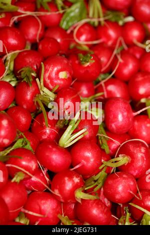 Ravanelli primo piano sfondo stampa moderna di alta qualità Raphanus sativus famiglia brassicaceae Foto Stock