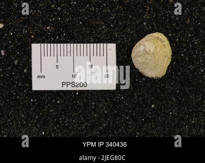 Corbicula subellittica (Meeke & Hayden). Foto Stock