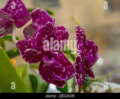 Orchid Phalaenopsis Lioulin Wild Cat. Boccioli bianchi viola punteggiati e macchiati. Fiore rosa Borgogna. Primo piano delle orchidee. Varietà rara. Foto Stock