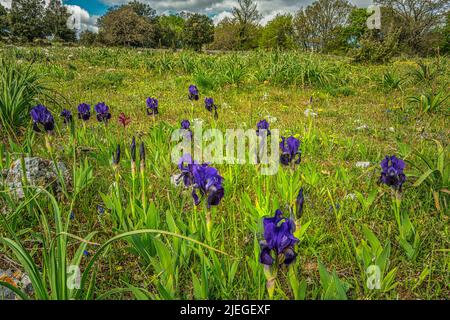 Prato fiorito di Iris sanguinea. Iris sanguinea è una pianta da fiore rizomatosa del genere Iris e della serie Sibiricae. Puglia, Italia, Europa Foto Stock