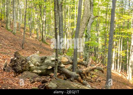 Giornata estiva soleggiata nella foresta di faggio. Un vecchio grande serpente si trova in primo piano Foto Stock