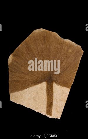 Astraeospongium meniscus (Romer). Foto Stock