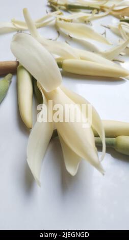 Bel fiore, illustrazione del fiore bianco Michelia Alba o del fiore Michelia Champaca su sfondo bianco. Foto Stock