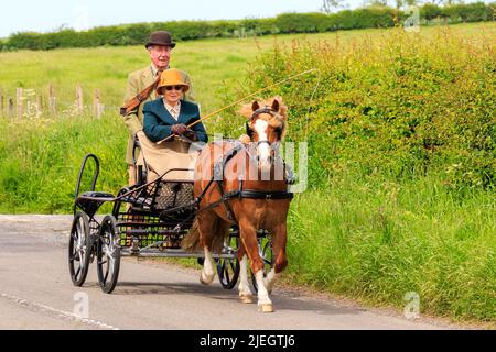 Glencaple, Scozia - 5 giugno 2022 : Pony gallese di Castagno con 4 calze bianche che tirano una carrozza maratona a blaze4 ruote condotta da una signora e una Gent Foto Stock