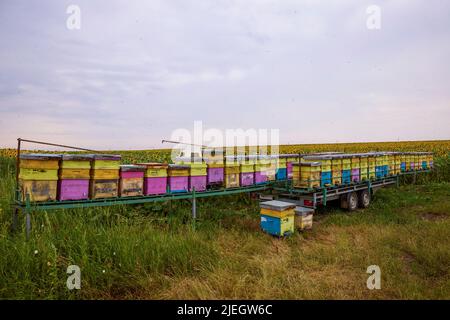 alveari con api vicino ad un campo di girasoli. Foto Stock