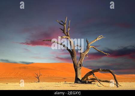 Kameldornbäume (Acacia erioloba), auch Kameldorn oder Kameldornakazie im ersten Morgenlicht , Namib Naukluft Nationalpark, Deadvlei, Dead Vlei, Soss Foto Stock