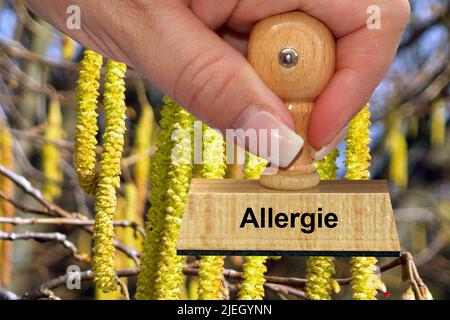 Blüten der Gemeinen Hasel - Haselnußstrauch, Hand mit Stempel, Allergie, Foto Stock