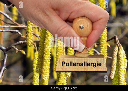 Blüten der Gemeinen Hasel - Haselnußstrauch, Hand mit Stemple, Pollenalllergie, Foto Stock