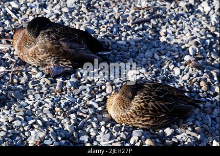 Anatre addormentate sotto il sole, sono affiancate alla macchina fotografica, le loro teste rimboccate sotto le loro ali,. Foto Stock