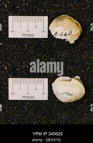 Corbicula subellittica (Meeke & Hayden). Foto Stock