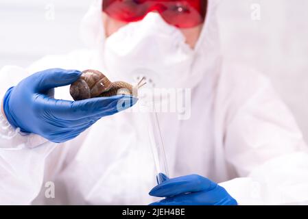 Uno scienziato in un vestito protettivo con una lumaca nelle sue mani. Studio delle proprietà della mucina della lumaca. L'uso del muco della lumaca in cosmetologia. Cura della pelle Foto Stock