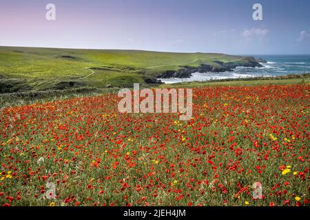 Gli spettacolari campi di papavero che si affacciano su Polly Porth scherzano sulla costa di West Pentil a Newquay in Cornovaglia nel Regno Unito. Foto Stock