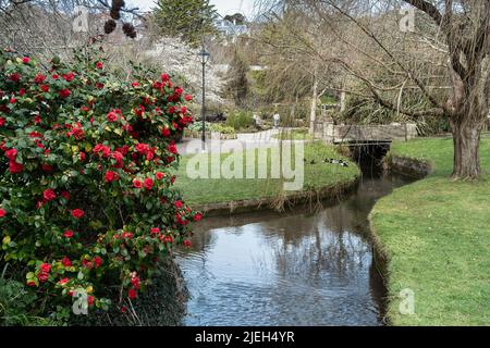 Un arbusto Camelia japonica Red che cresce accanto ad un piccolo torrente fluviale nei Trenance Gardens di Newquay in Cornovaglia nel Regno Unito. Foto Stock