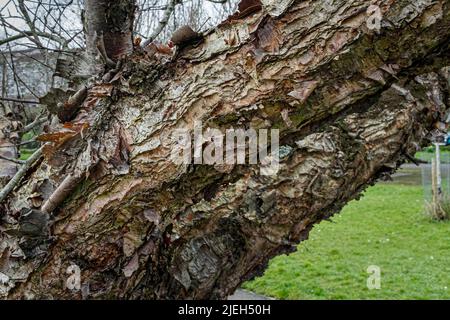 La corteccia distintiva dell'albero Betula lenta dell'uccello nero nei giardini di Trenance a Newquay in Cornovaglia nel Regno Unito. Foto Stock