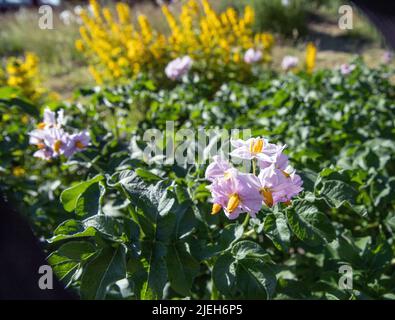 Piante di patate rosse a crescita media in piena fioritura Foto Stock