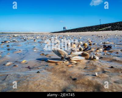 Vista a basso angolo, a livello del suolo, della spiaggia bagnata coperta di conchiglie vicino a Neuharlingersiel nella Frisia orientale con bassa marea e cielo blu e senza nuvole. Foto Stock