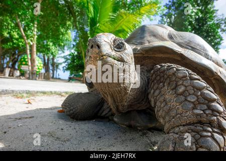 Ritratto di una vecchia tartaruga gigante di Aldabra Foto Stock