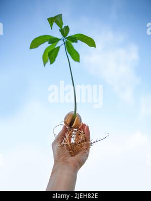 Bella fresca avocado germogli in crescita. Mano umana su sfondo cielo blu. Pit Avocado germinante. Giardinaggio domestico. Nuovo concetto di vita. Foto Stock