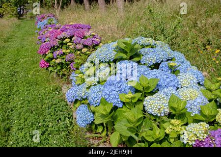 Blu e viola hortensia fioritura arbusti siepe incorniciatura percorso nel giardino soleggiato. Hydrangea macrophylla piante da fiore a Luarca, Asturias, Spagna. Foto Stock