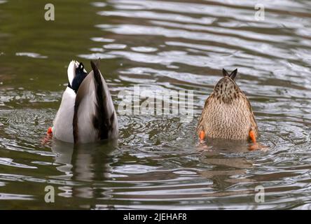 Schwänzchen in die Höh, (Anas platyrhyncho) , Stockenten, Paar, taucht, Zeigt seinen Hintern, Schwänzchen, Foto Stock