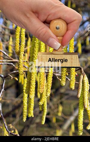 Blüten der Gemeinen Hasel - Haselnußstrauch, Hand mit Stempel, Allergie, Foto Stock