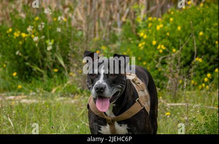 ritratto di un nero american pit bull giocando felice su un prato verde Foto Stock