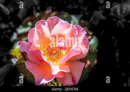 Primo piano di una rosa di pesca in un giardino. Foto Stock