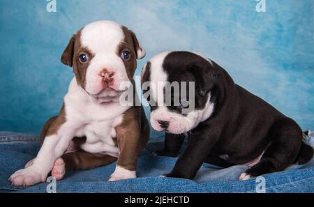 Due divertenti cuccioli di Bullies Americani su sfondo blu Foto Stock