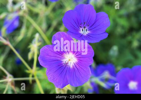 Piccoli fiori viola profondi di geranio perenne anche cranesbils pianta. Foto Stock