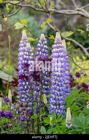 Gruppo di splendidi fiori viola aquilegia colonbine e lupini, in un giardino ben fornito. Fotografato a Dunvegan, Isola di Skye, Scozia Regno Unito Foto Stock