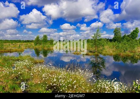 Wollgras, Fruchtstand, Goldenstedter Moor, Vechta, Blühendes Wollgras, Foto Stock