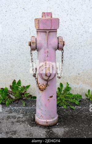 Idrante rosa a parete con piante di dente di leone che crescono sull'asfalto Foto Stock