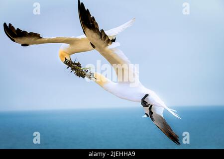 Fucilato di una colonia di terne settentrionali che nidificano in germania. Uccello marino. Animali in natura. Due terne settentrionali in volo nella natura selvaggia. Foto Stock