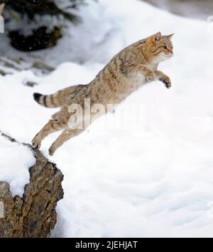 Wildkatze, (Felis silvestris), Inverno, Nationalpark, Bayerischer Wald, Nahrungssuche Biotop, Schnee, ein, Einzeltier, spring, sprung, Jagd, Foto Stock