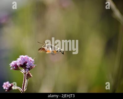 Moscata di uccello falco (Macroglossum stellatarum) che si alimenta da un fiore di Verbena bonariensis, giugno, Regno Unito Foto Stock