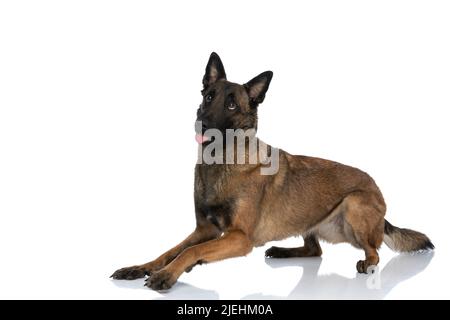 adorabile cucciolo pastorello con occhi grandi che guardano in su e che si stendono fuori la lingua mentre si stendono isolati su sfondo bianco in studio Foto Stock