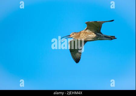 Grosser Brachvogel, seitlich, Flugaufnahme (Numenius arquata), Foto Stock