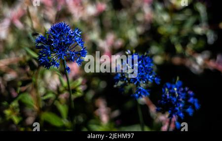 Allium Azureum noto anche come caeruleum. Fiori blu vividi su steli alti 50-60 cm (cipolla blu globo) in fiore Foto Stock