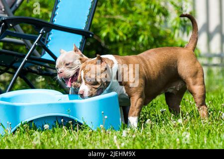 Il cane Bully americano sta nuotando in piscina Foto Stock