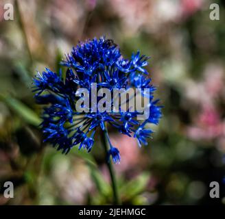 Allium Azureum noto anche come caeruleum. Fiori blu vividi su steli alti 50-60 cm (cipolla blu globo) in fiore Foto Stock