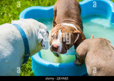 Il cane Bully americano sta nuotando in piscina Foto Stock