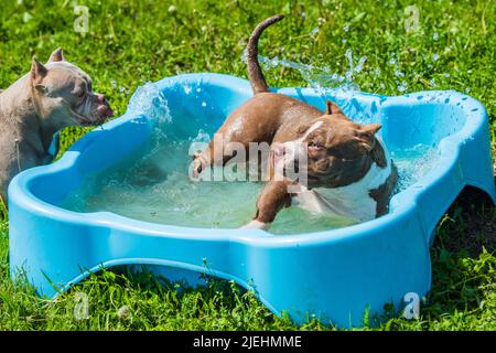 Il cane Bully americano sta nuotando in piscina Foto Stock