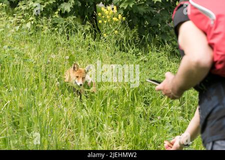 Volpe selvaggia in un parco pubblico. Un uomo cerca di nutrire una volpe timida. Alimentazione e vita di animali selvatici. Foto di alta qualità Foto Stock