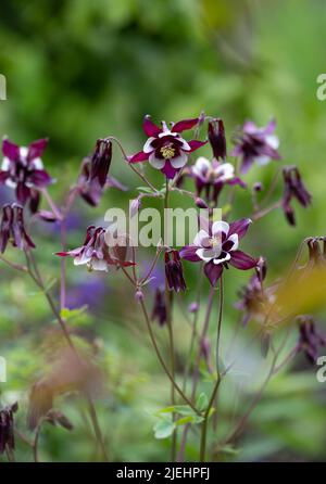 Splendidi fiori rosa, viola e bianco in aquilegia, fotografati nel giardino del castello di Dunvegan, Isola di Skye, Scozia Regno Unito. Foto Stock