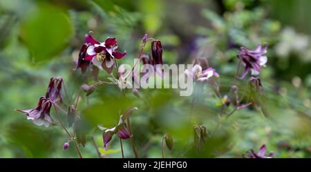 Splendidi fiori rosa, viola e bianco in aquilegia, fotografati nel giardino del castello di Dunvegan, Isola di Skye, Scozia Regno Unito. Foto Stock